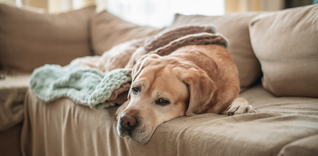 Does Your Couch Smell Like Dog in the Summer?