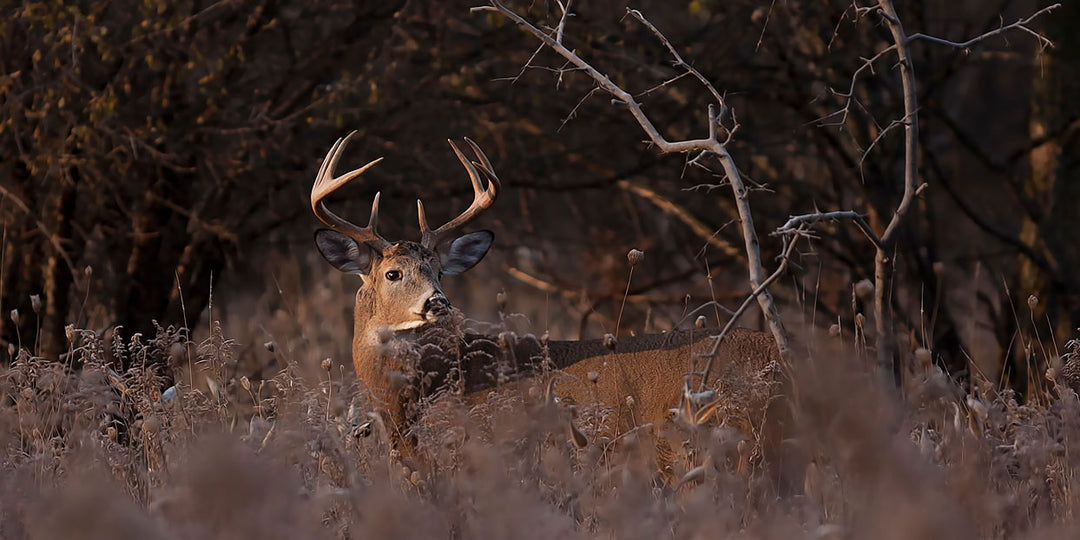 Are Whitetail Deer Getting More Intelligent? Hunt Smarter and Better