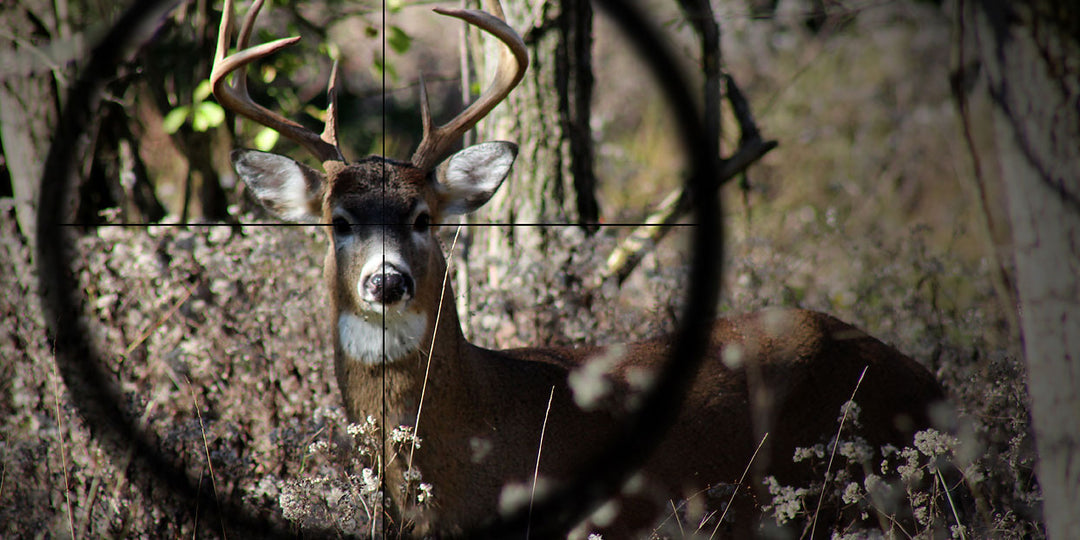 8 Ways to Become a More Successful Whitetail Deer Hunter This Season