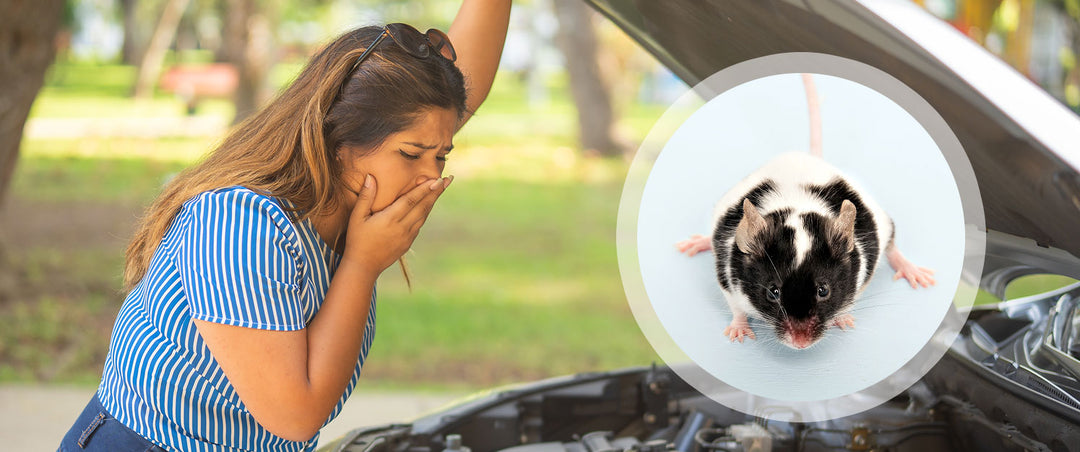 What to Do if a Rodent Dies Inside Your Car