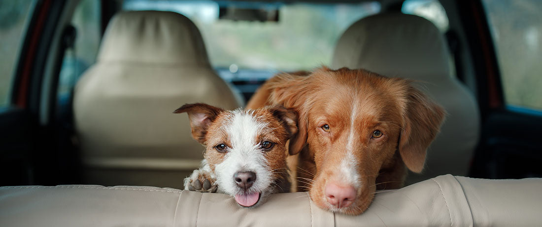 Eliminating Pet Odors from a Car