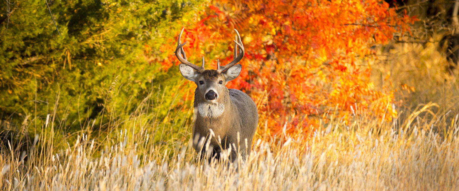 Tips and Lessons for Early Season Deer Hunting